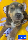 adoptable Dog in  named Fresno