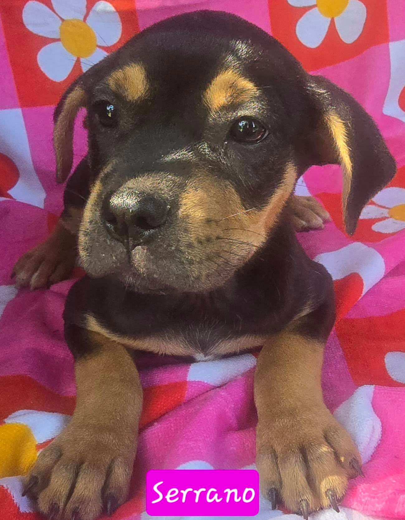 adoptable Dog in Alexander, AR named Serrano