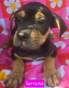 adoptable Dog in  named Serrano