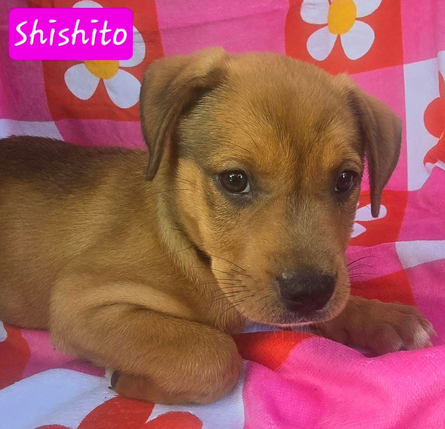 adoptable Dog in Alexander, AR named Shishito *adoption pending