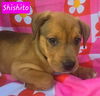 adoptable Dog in  named Shishito *adoption pending