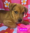 Shishito *adoption pending