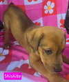 Shishito *adoption pending