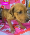 Shishito *adoption pending