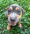 adoptable Dog in  named Peppadew