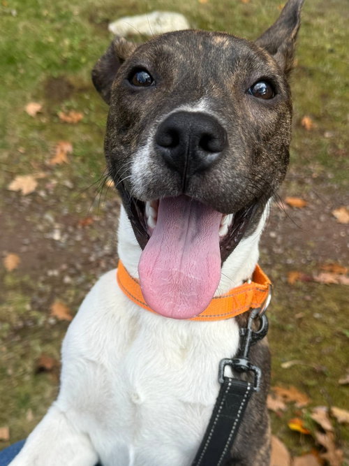 picture of the dog needing adoption