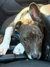 Jack *adoption pending