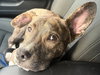 Jack *adoption pending