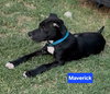 Maverick