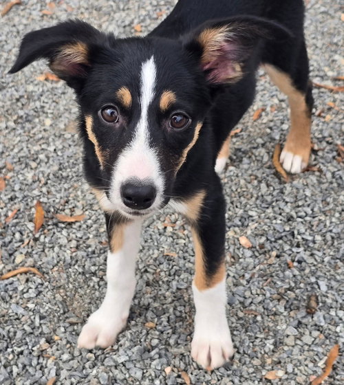 picture of the dog needing adoption