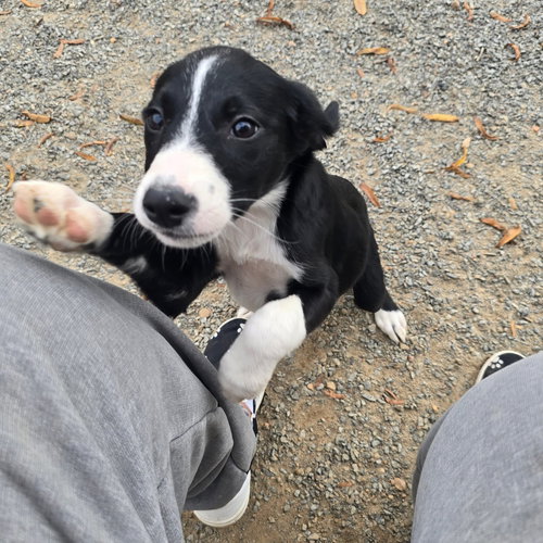 picture of the dog needing adoption