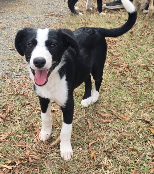 picture of the dog needing adoption