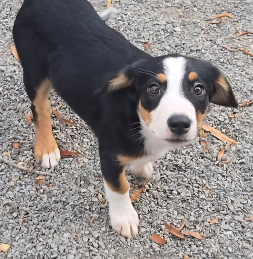Opie