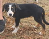 Opie