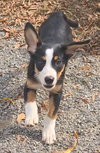 Opie