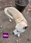 Mia