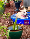 Mia