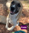 Freda