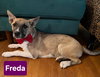 Freda