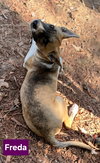 Freda