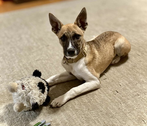 picture of the dog needing adoption