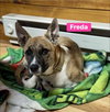 Freda
