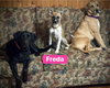 Freda