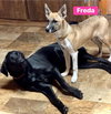 Freda