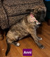 Anni