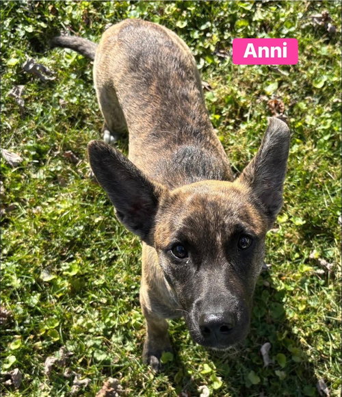 Anni