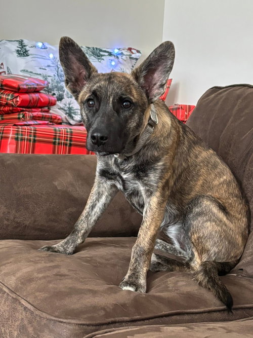 picture of the dog needing adoption
