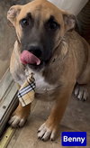 Benny