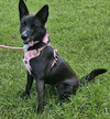 Roxy