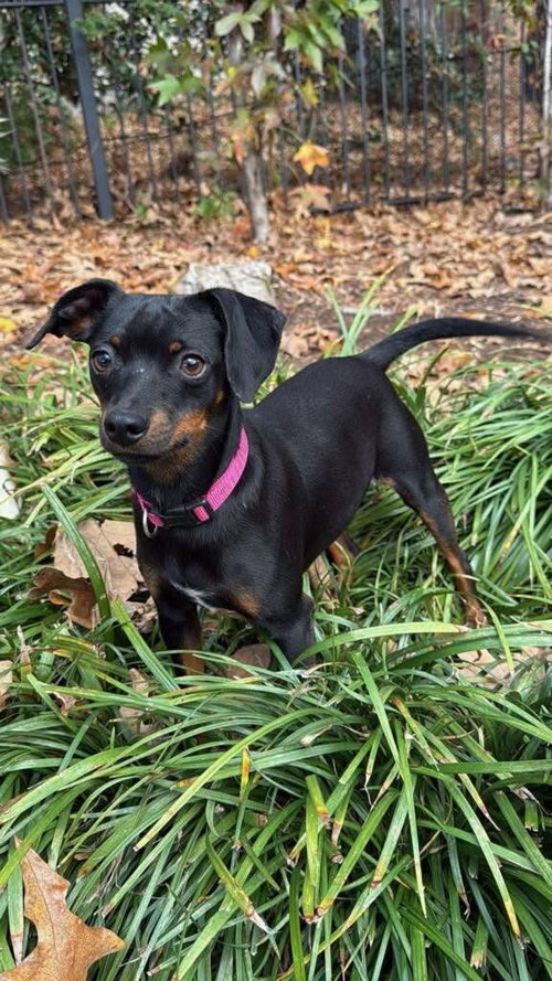 Rosie *adoption pending