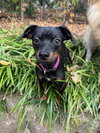 Rosie *adoption pending