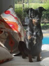 Rosie *adoption pending