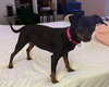 Rosie *adoption pending
