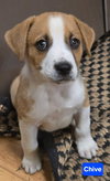 Chive *adoption pending