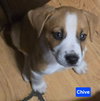 Chive *adoption pending