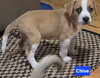Chive *adoption pending