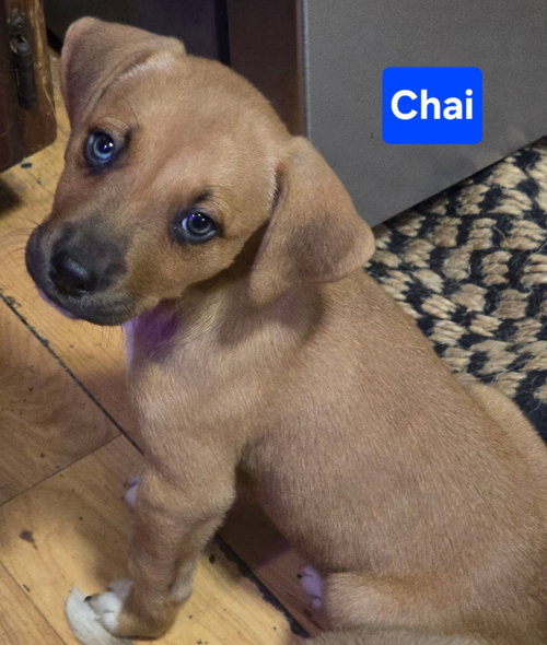 Chai