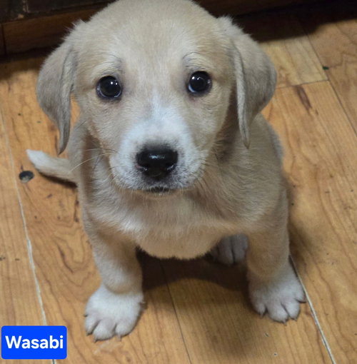 Wasabi