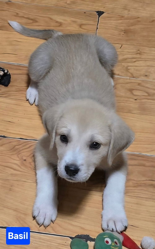 Basil