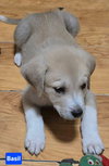 Basil