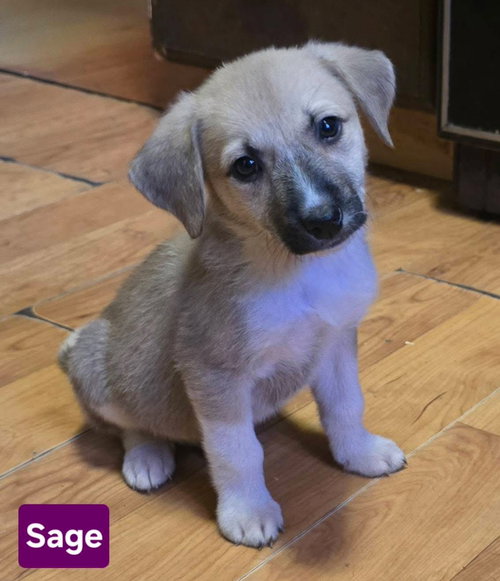 Sage *adoption pending