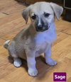 Sage *adoption pending