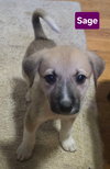 Sage *adoption pending