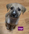Sage *adoption pending