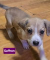 Saffron *adoption pending