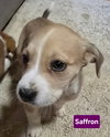 Saffron *adoption pending